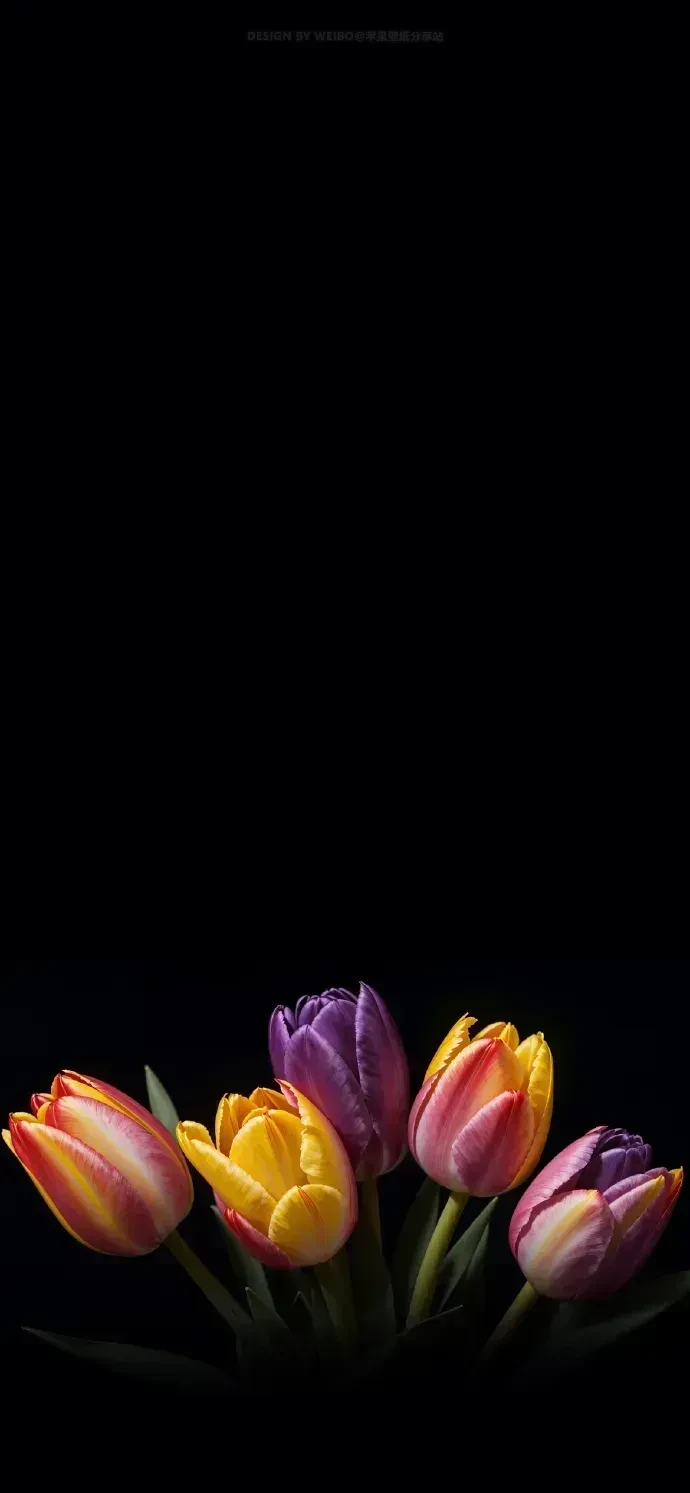 Một bó hoa tulip trên nền đen tải hình nền iphone 15 pro max
