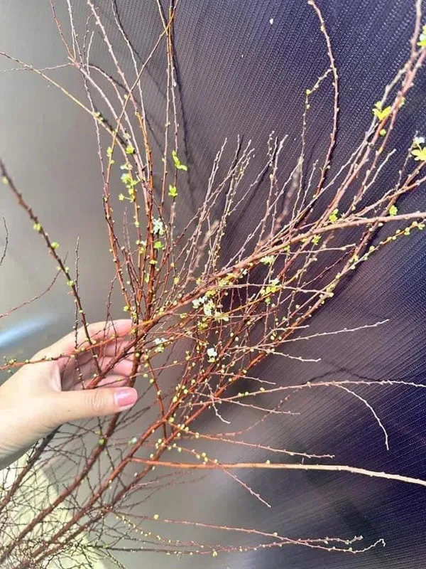 Ai đó đang cầm một loạt các nhánh có lá màu xanh cây trên