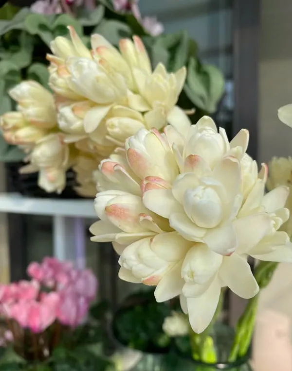 Một số hoa màu trắng và hồng nằm trong chiếc bình trên bàn