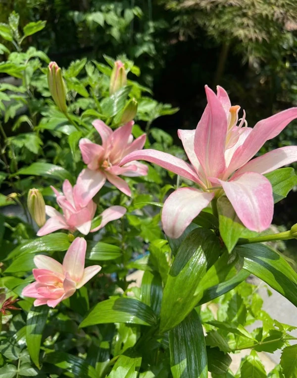 Hoa Lily màu hồng trong vườn ảnh hoa ly