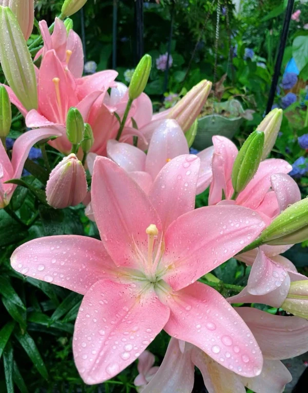 Hoa Lily màu hồng với những giọt nước ảnh hoa ly