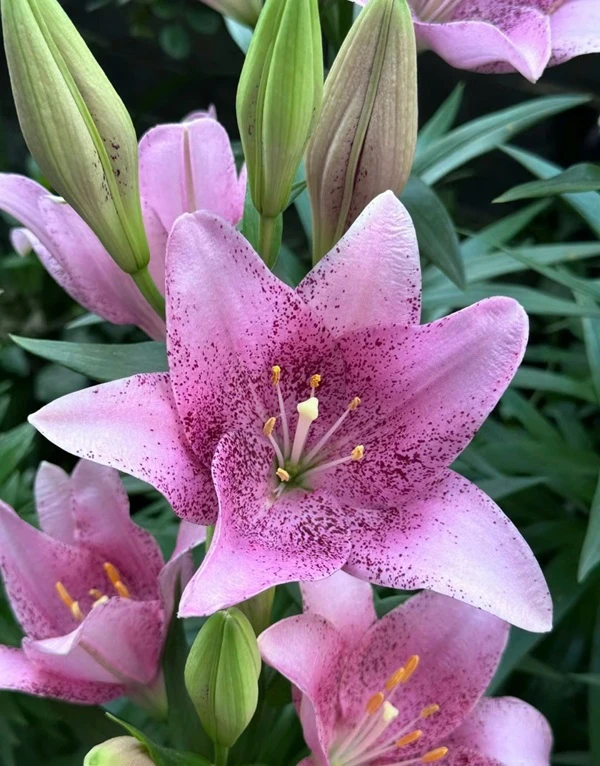 Hoa Lily màu hồng ảnh hoa ly