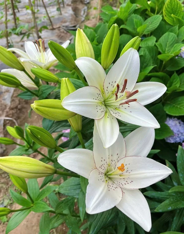 Hoa Lily trắng trong vườn ảnh hoa ly