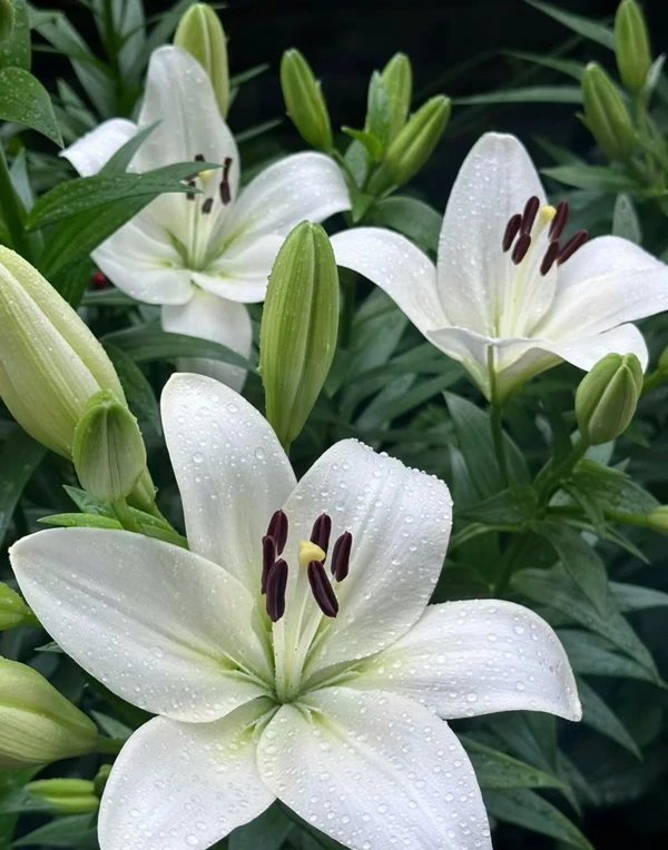 Hoa Lily trắng với những hạt mưa ảnh hoa ly