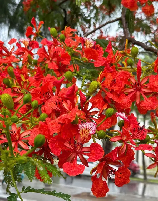 Những bông hoa màu đỏ đang nở trên cành cây