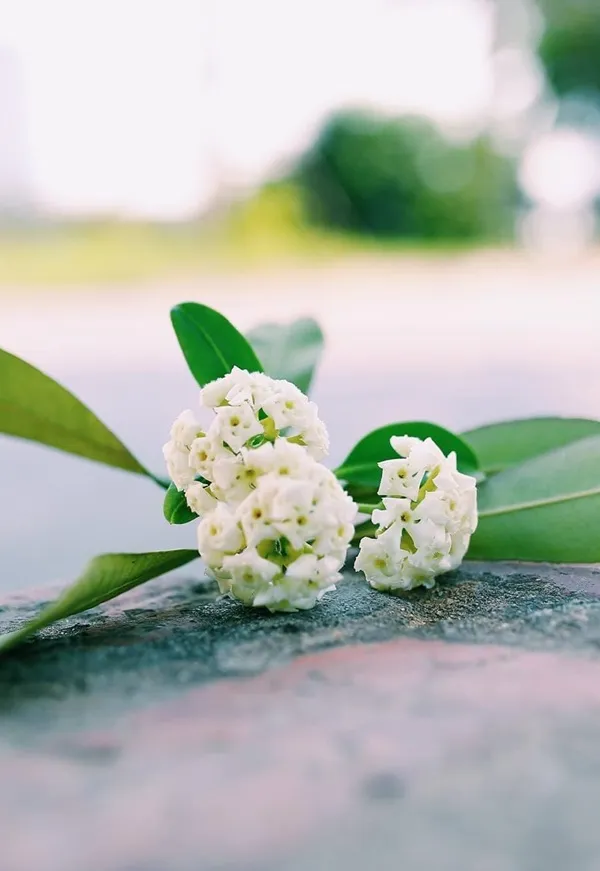 Có một bó hoa trắng trên mặt đất
