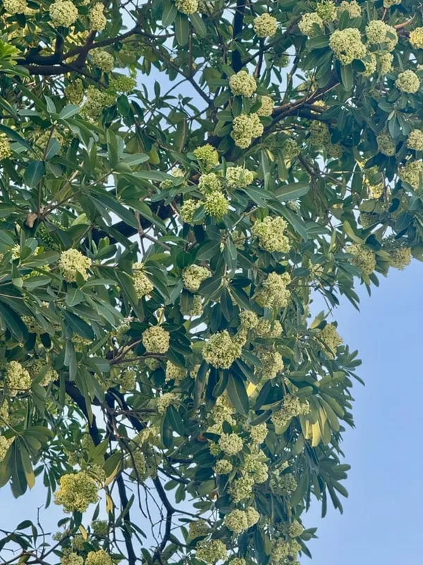 Có một con chim đang ngồi trên cành cây