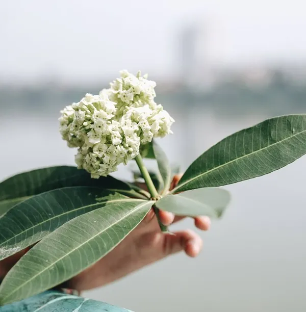 Có một người cầm cây hoa màu trắng trong tay