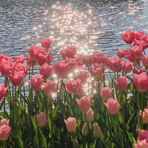 một ao với hoa tulip màu hồng và một đài phun nước ảnh hoa tulip