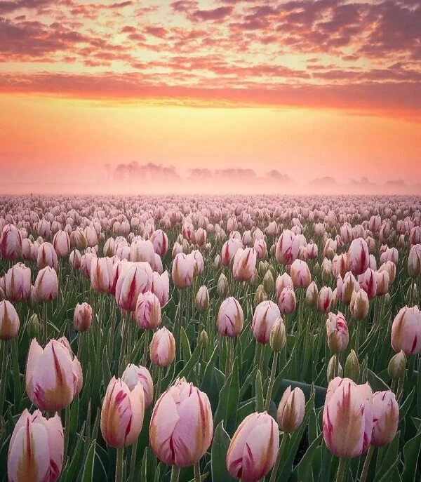 một cánh đồng hoa tulip có hoàng hôn trong nền ảnh hoa tulip