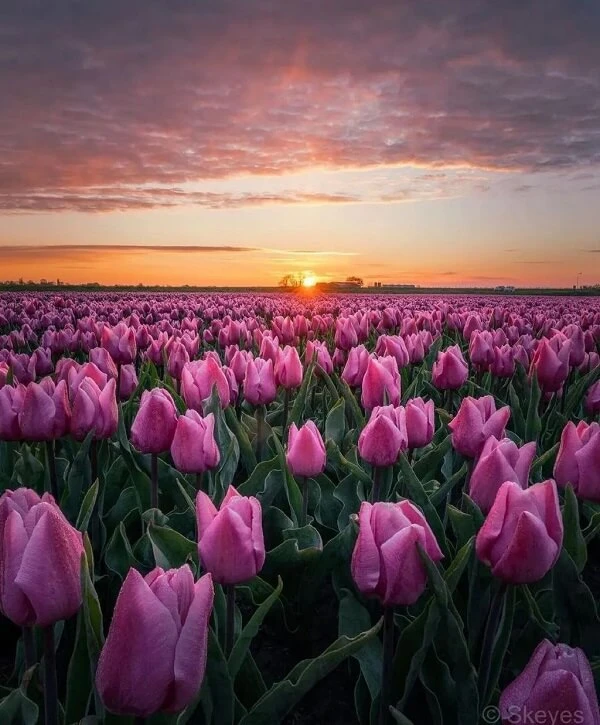 Một cánh đồng hoa tulip màu hồng vào lúc hoàng hôn ảnh hoa tulip