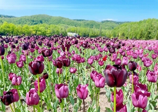 một cánh đồng hoa tulip màu tím ảnh hoa tulip