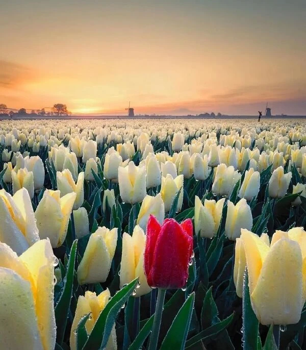 một cánh đồng hoa tulip với hoa tulip đỏ ở giữa ảnh hoa tulip