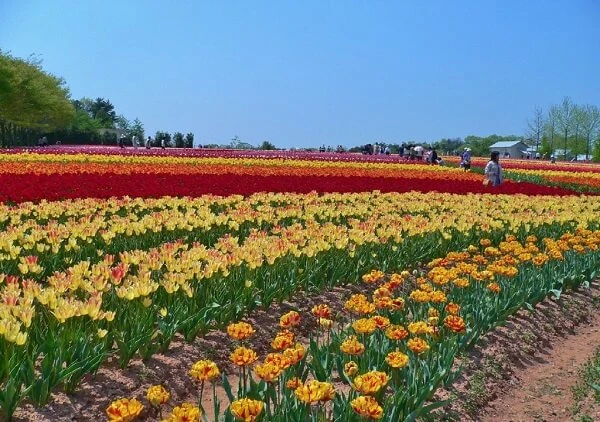 một cánh đồng hoa với bầu trời xanh trong nền ảnh hoa tulip