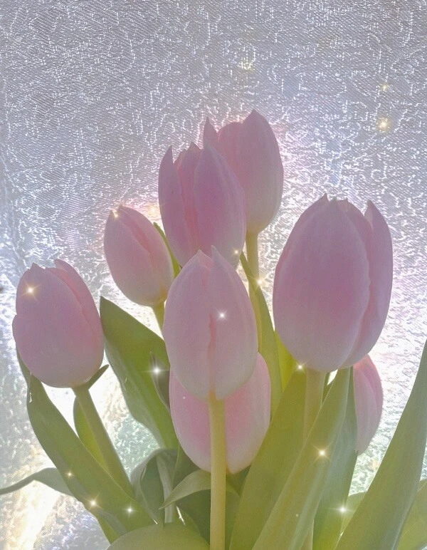 Một chiếc bình chứa đầy hoa tulip màu hồng trên bàn ảnh hoa tulip