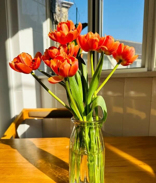 Một chiếc bình chứa đầy hoa tulipis màu cam ảnh hoa tulip