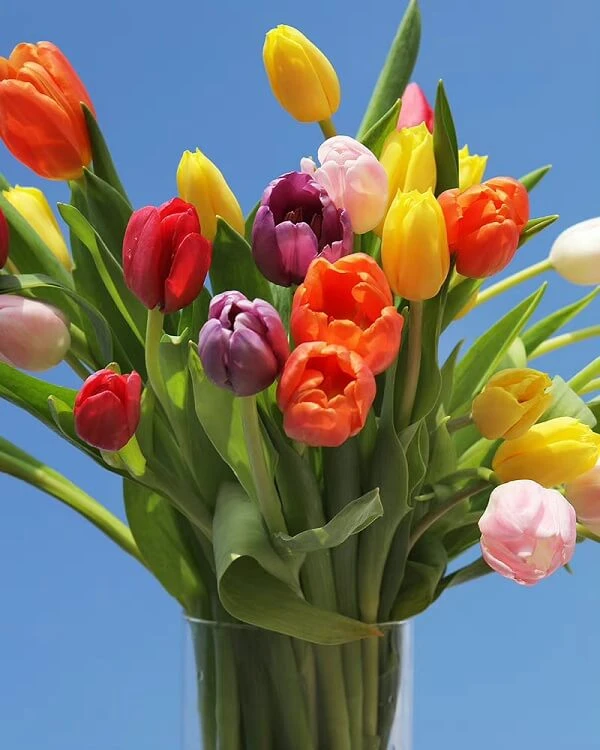 Một chiếc bình chứa đầy những chiếc áo dài đầy màu sắc ảnh hoa tulip