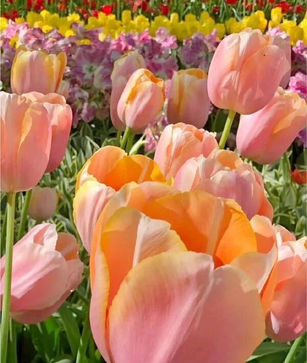 một vườn ảnh hoa tulip 3