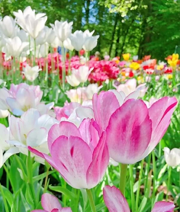 một vườn ảnh hoa tulip