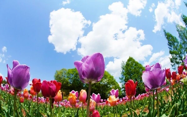  ảnh 1 vườn hoa tulip
