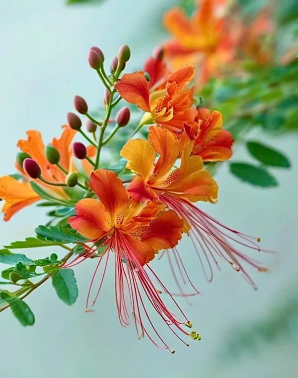 Có một bông hoa màu cam đang nở trên cành