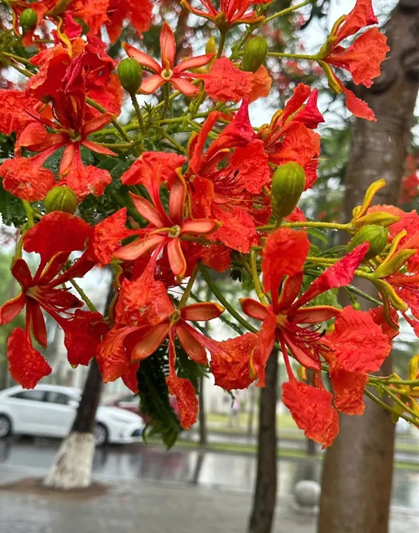 Có một bông hoa màu đỏ giữa cái cây