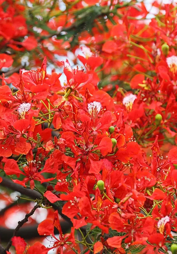 Có một con chim đang ngồi trên cành cây