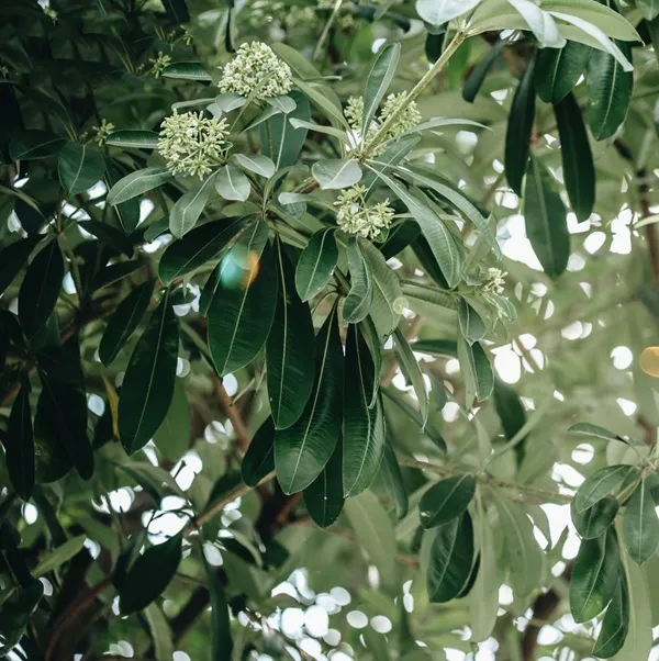 Có một con chim đang ngồi trên cành cây