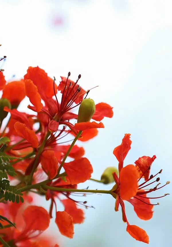 Đây là hình ảnh của một bông hoa đỏ