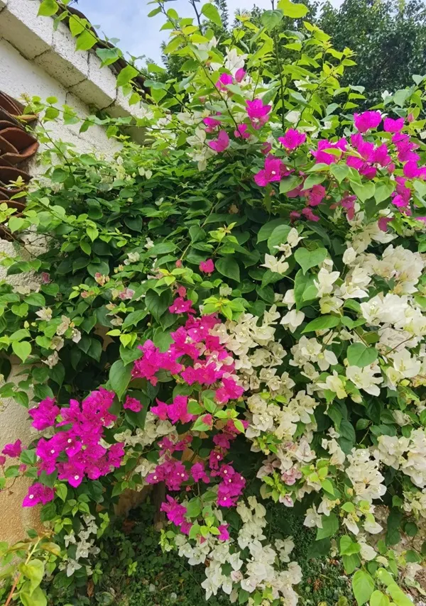 Hoa màu tím và trắng đang mọc bên cạnh tòa nhà