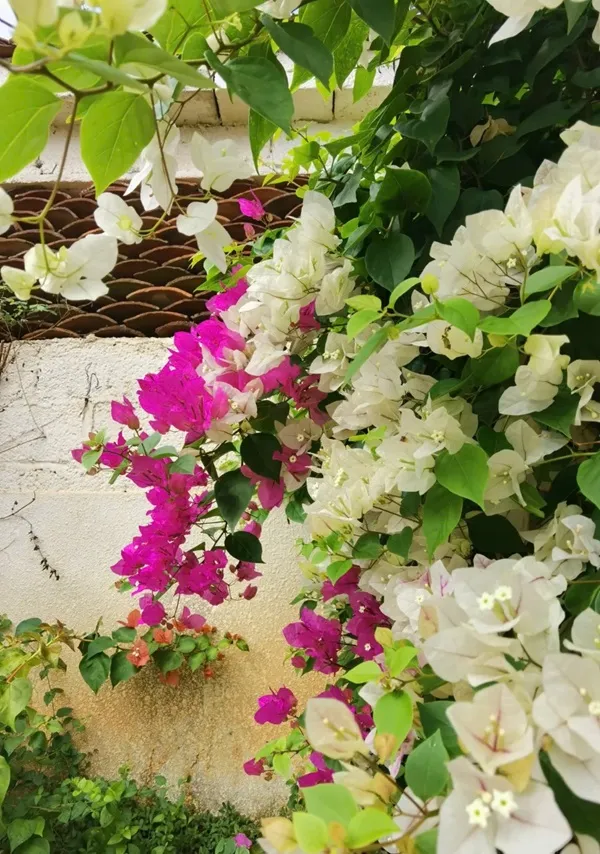 Một số hoa màu trắng và hồng đang mọc trên bức tường đá